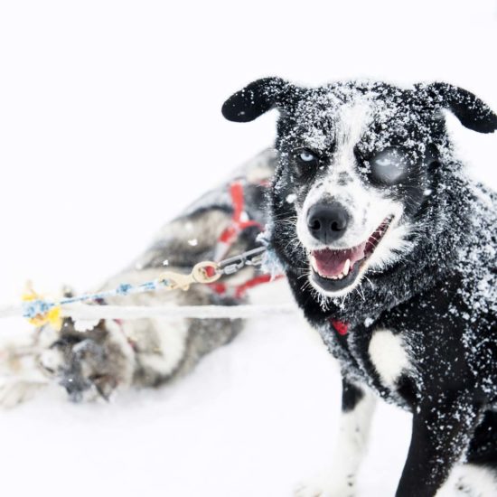 Chiens de traîneaux