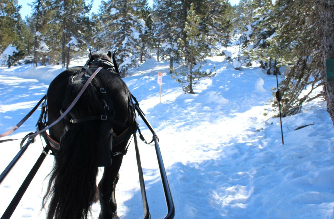 Traîneau à cheval - Le Carrousel des Neiges - Angaka - Ariège, France