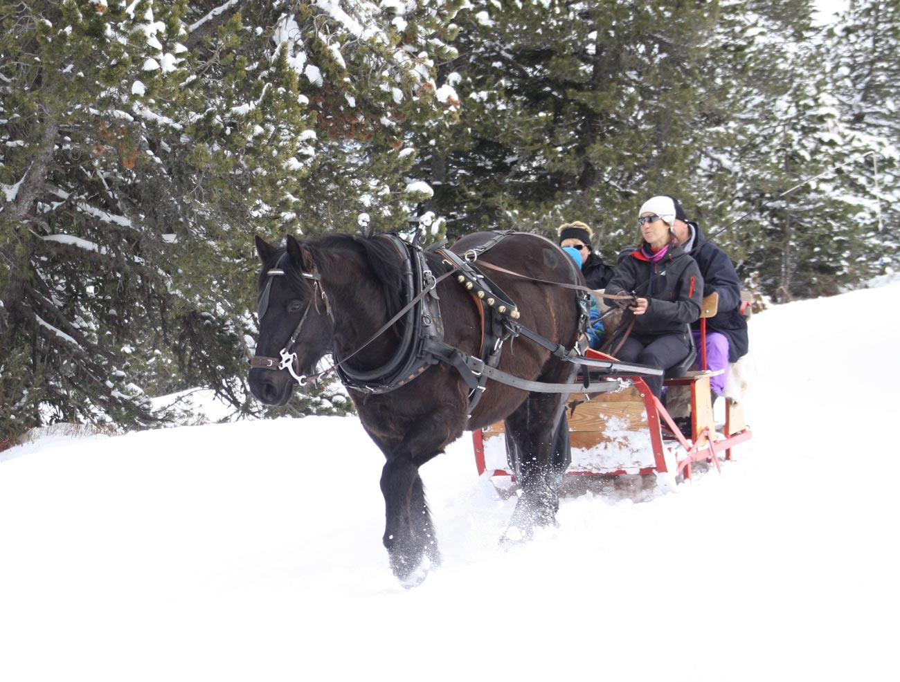 Traîneau à cheval - Le Carrousel des Neiges - Angaka - Ariège, France