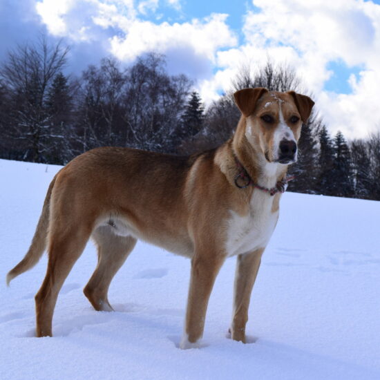 Aneto Chien de traîneau