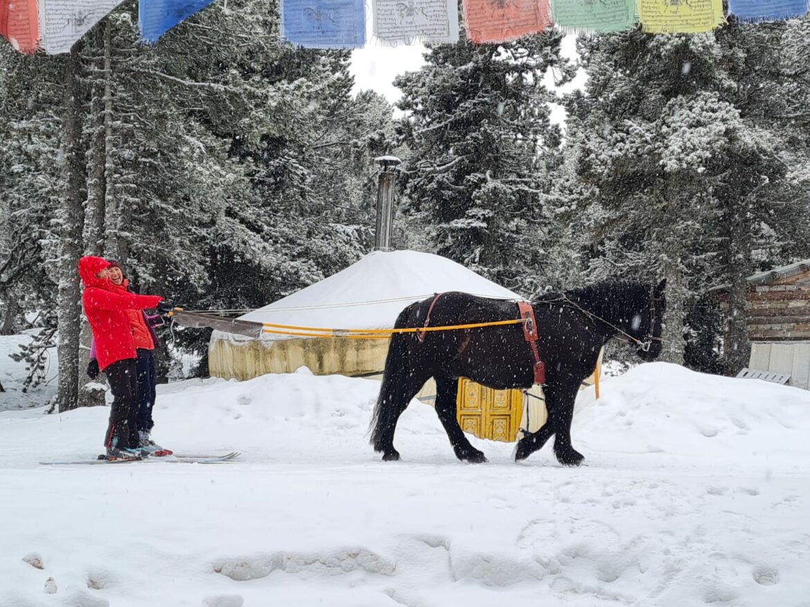 Ski Joëring Angaka
