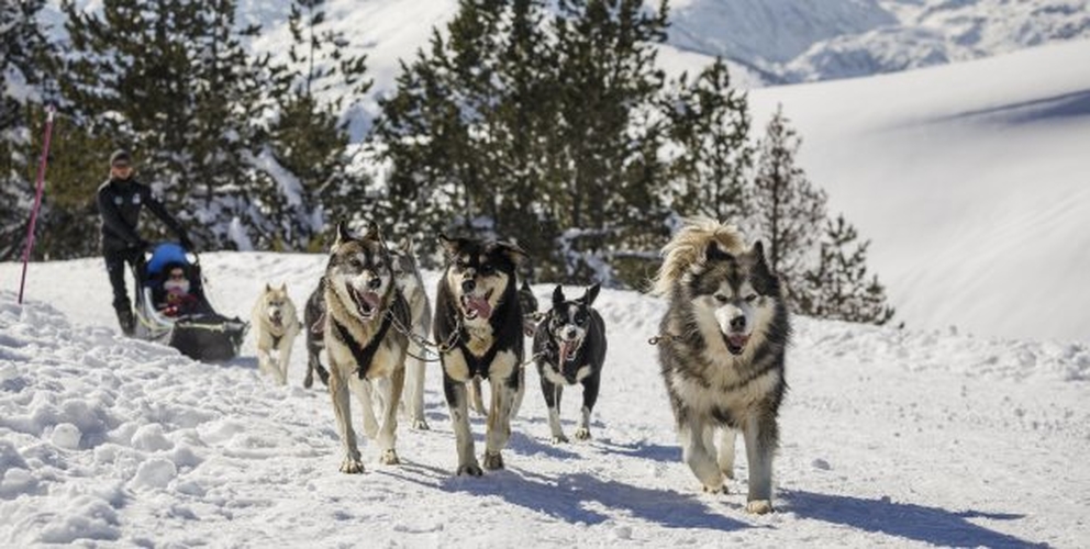 Chiens de traîneaux Balade Grand Nord Ariège Plateau de Beille Angaka